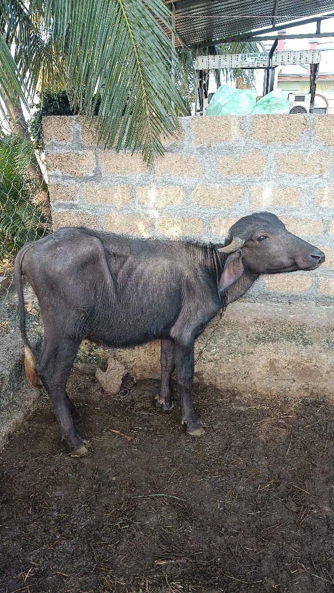 થંબનેલ 2