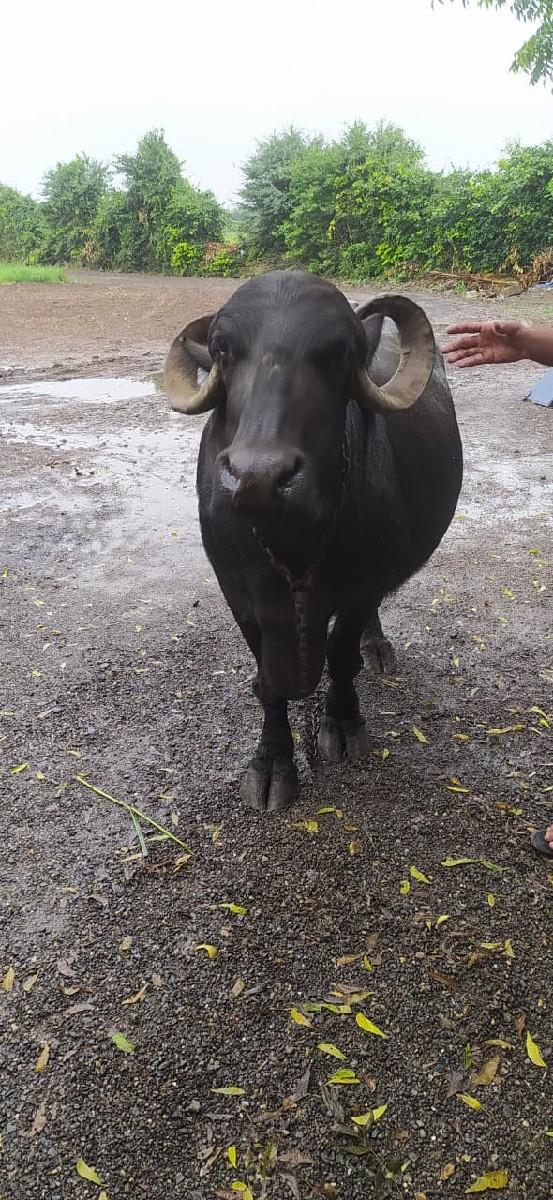 થંબનેલ 2