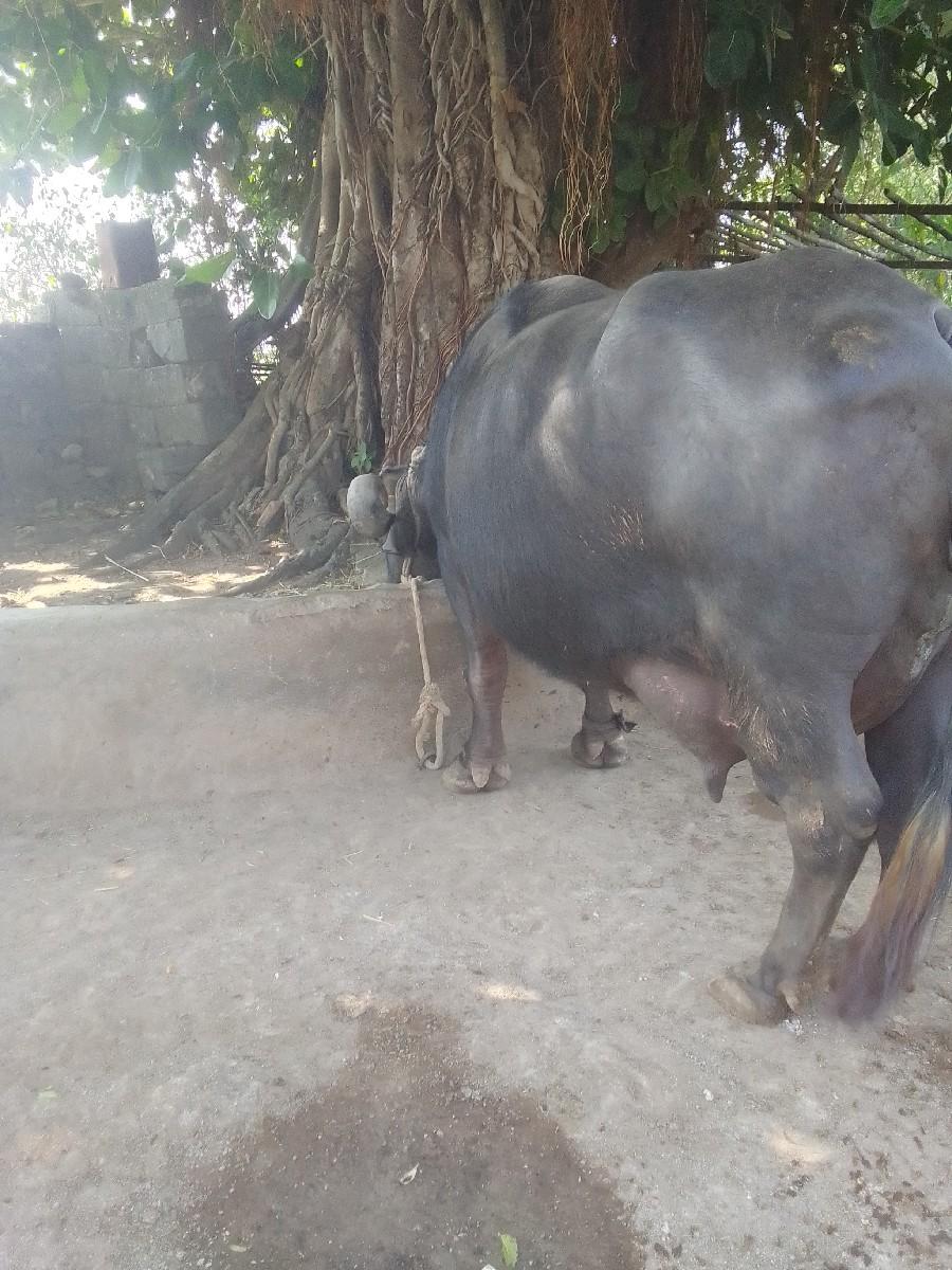 થંબનેલ 2