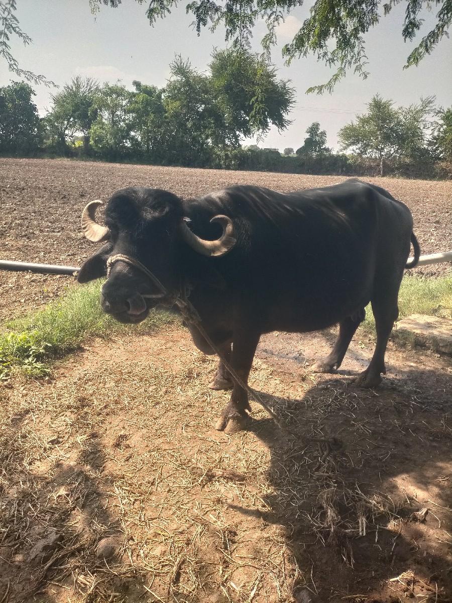 થંબનેલ 2