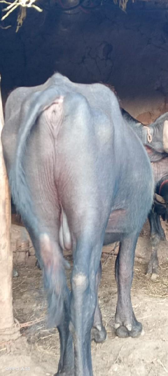 થંબનેલ 3