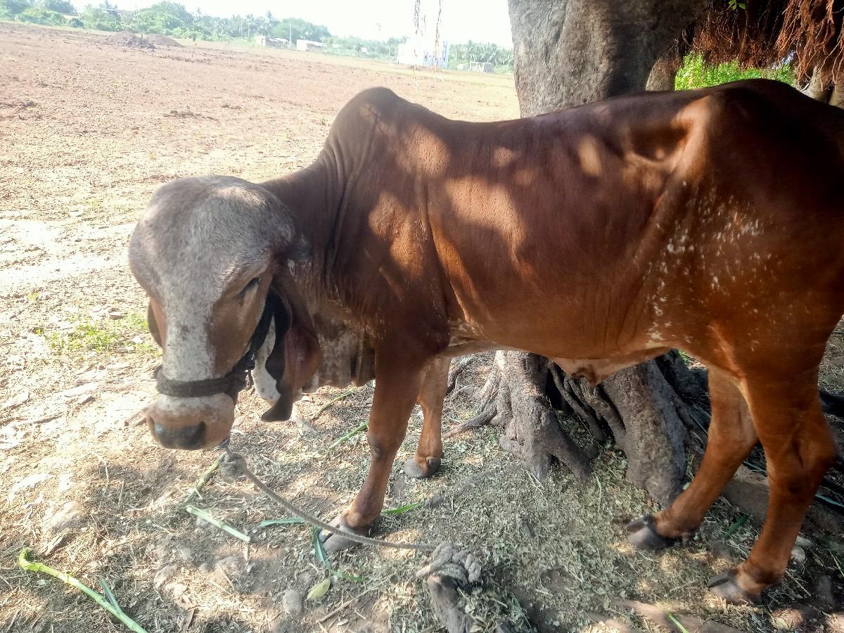 આ હોડકી વેસવાની સે
