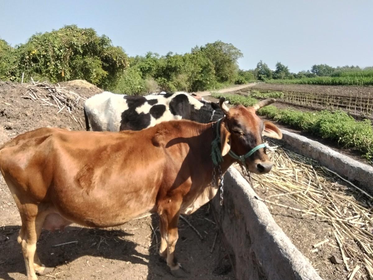 થંબનેલ 2