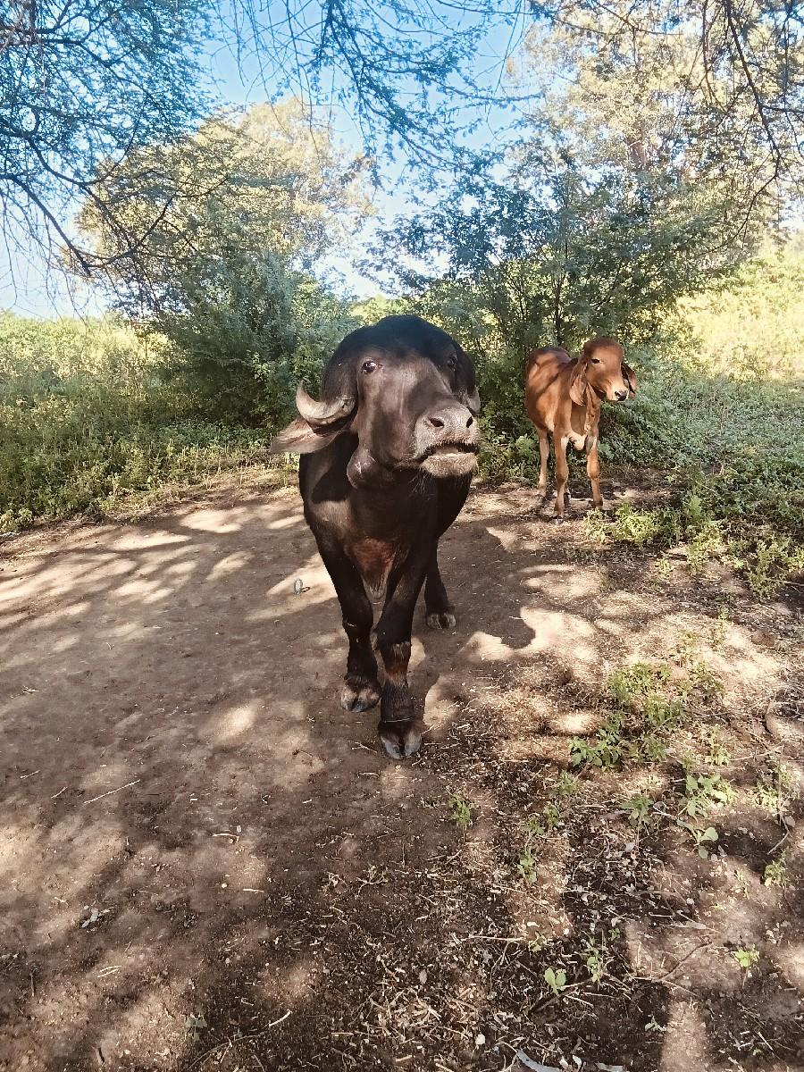 थंबनेल 2