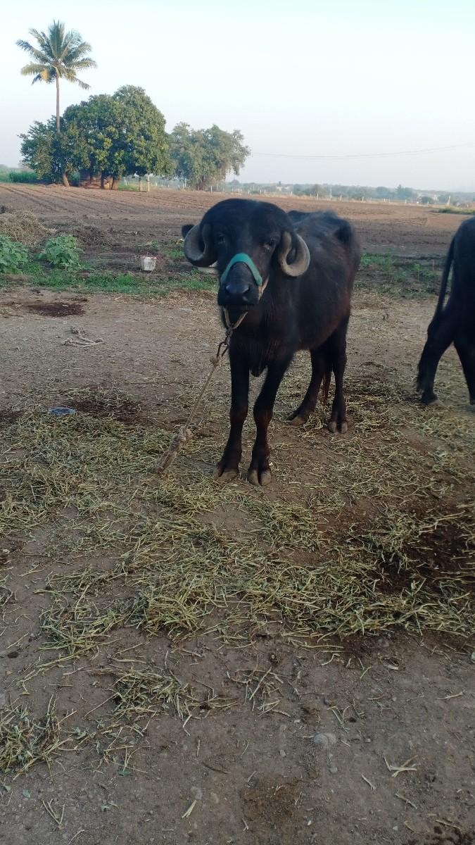 khadeli vechvani she