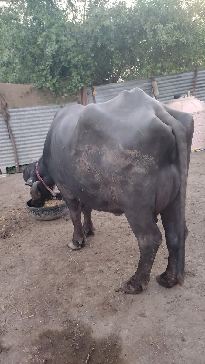 mo_9714608743 
   બીજુ વેતર ભેસ