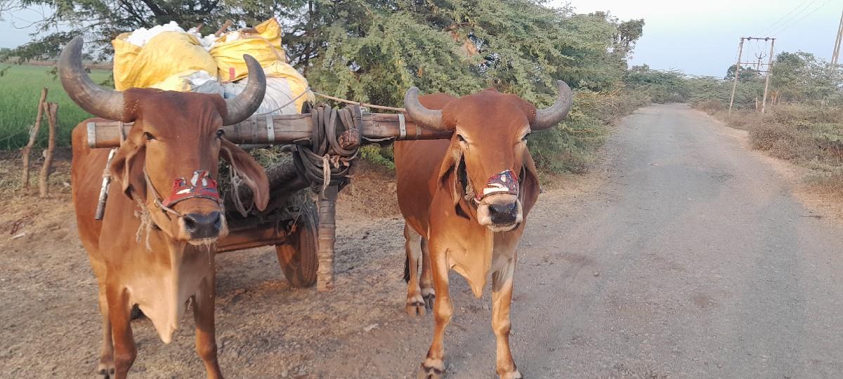 બીજી ધરના છે