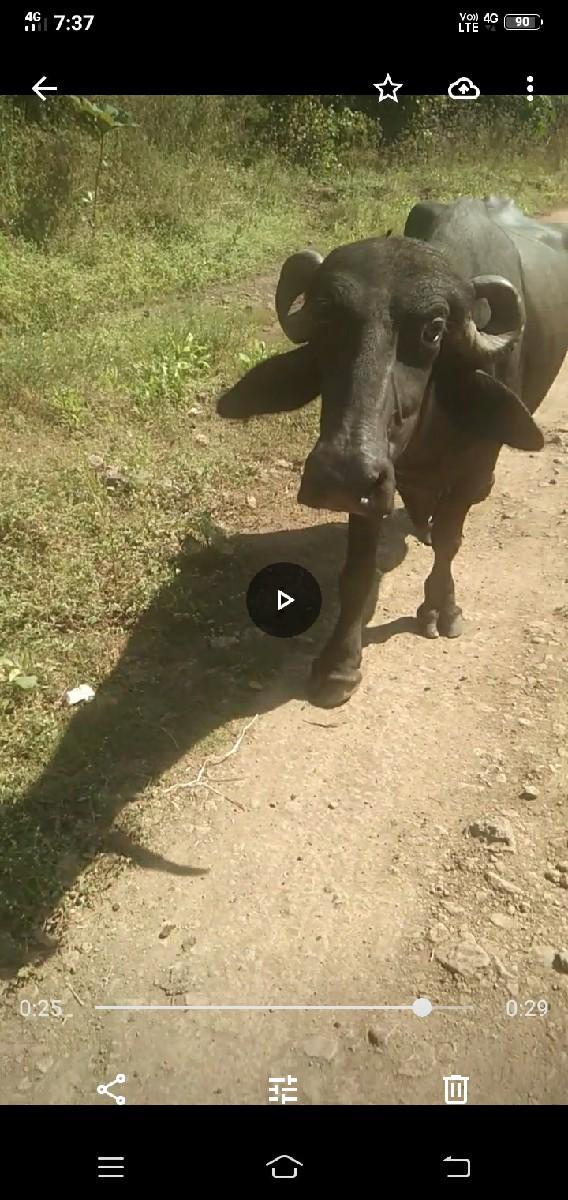 થંબનેલ 3