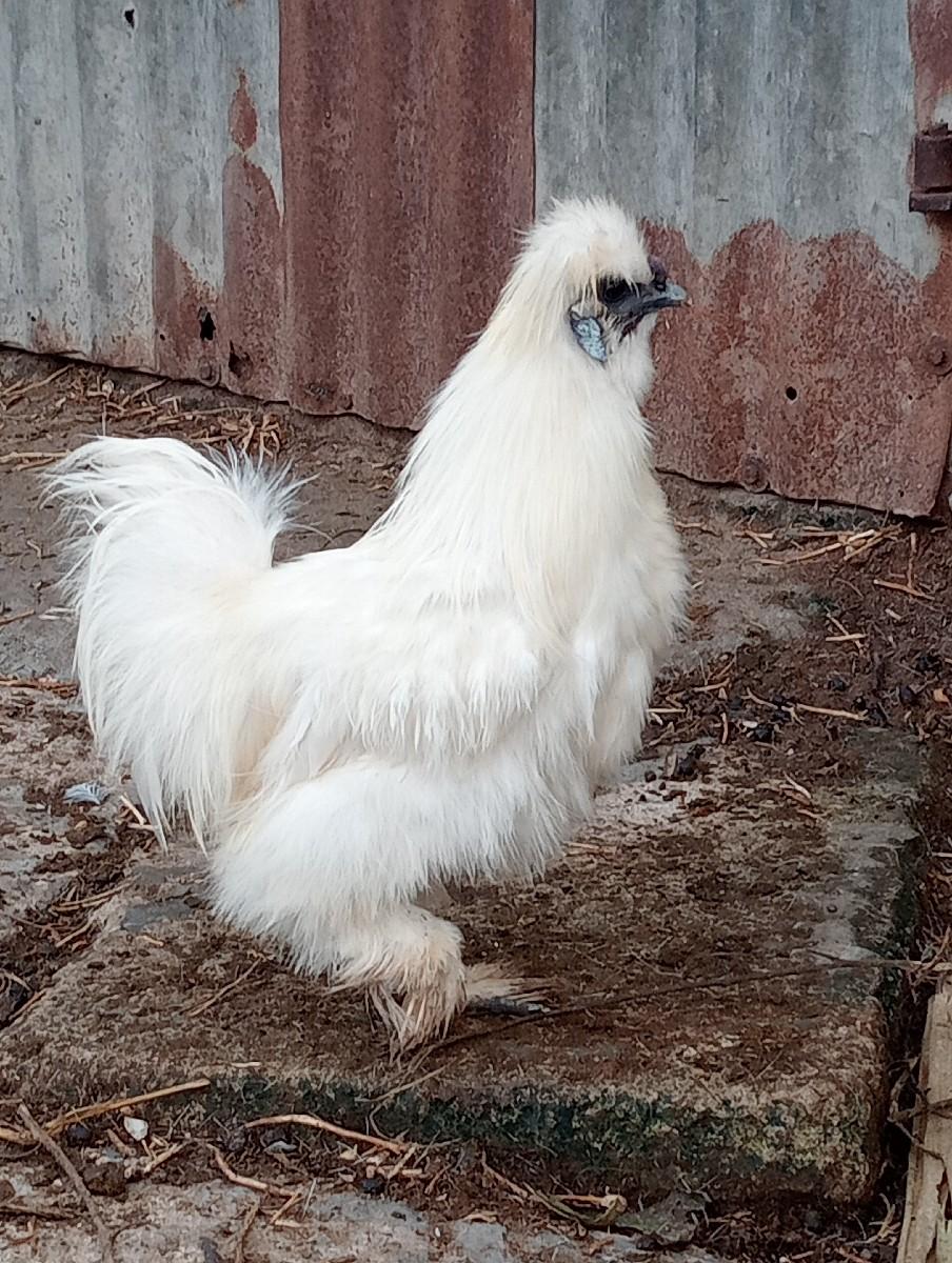 થંબનેલ 2