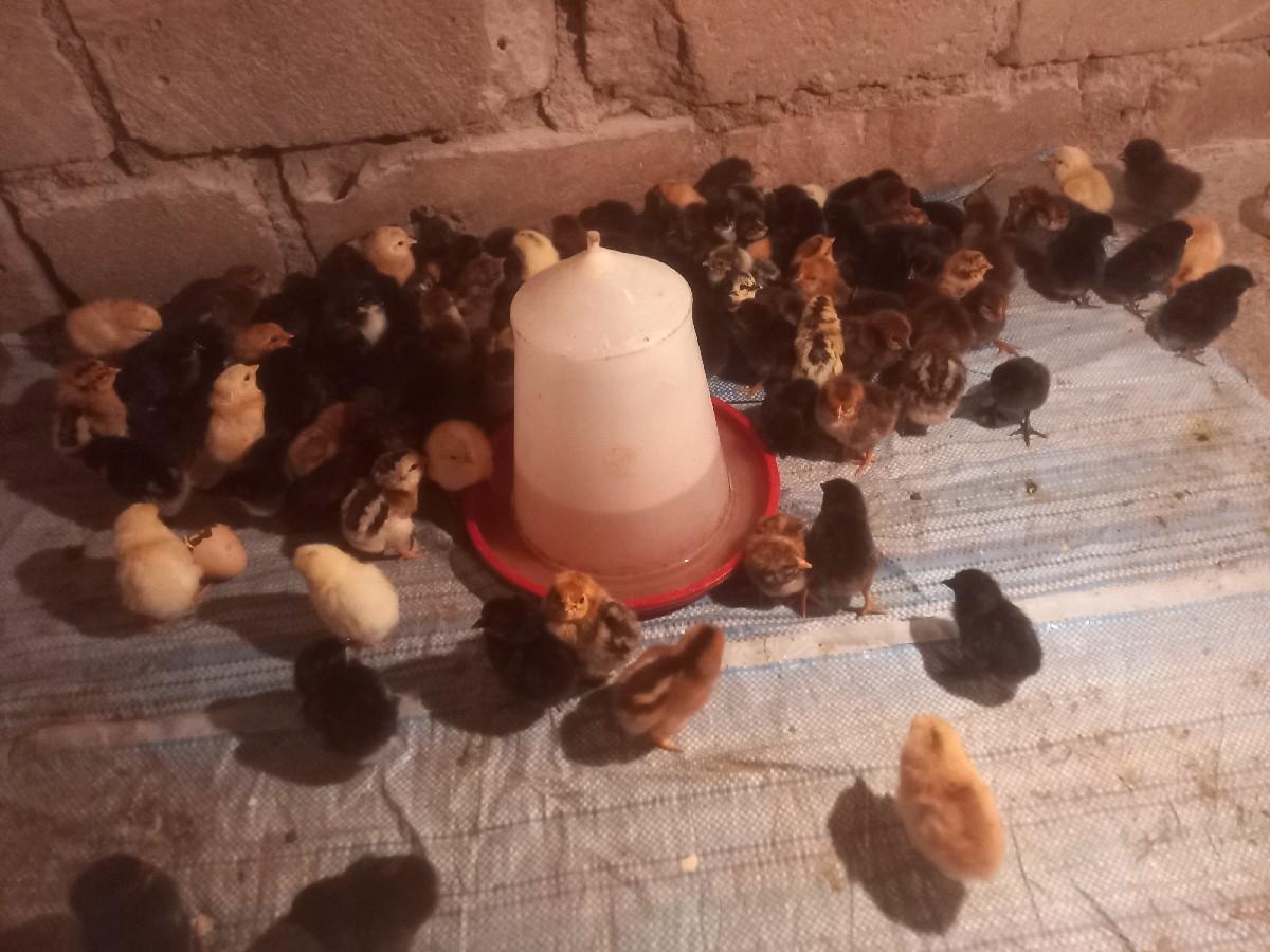 થંબનેલ 2