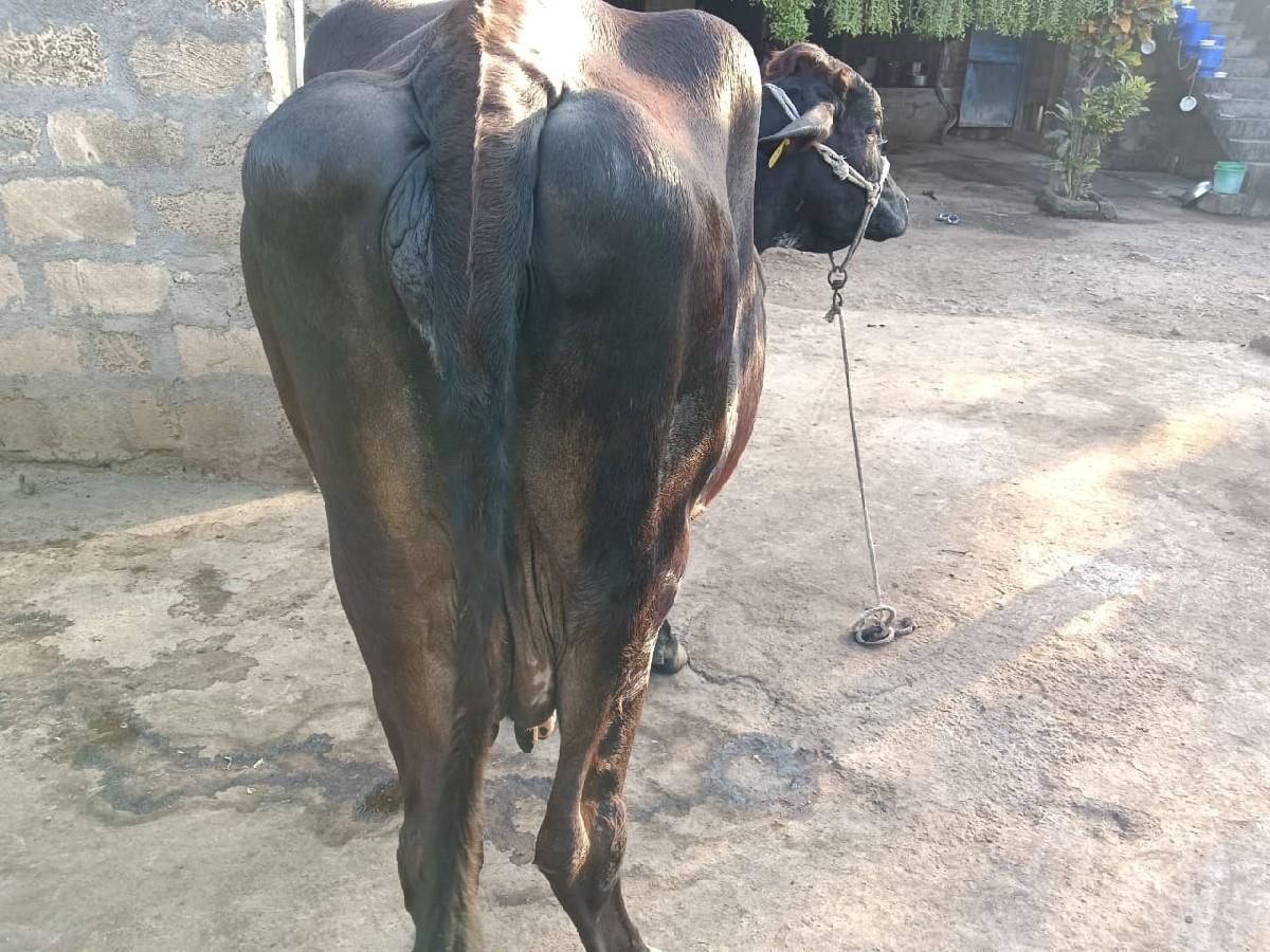 ગાય વેચવાની છે