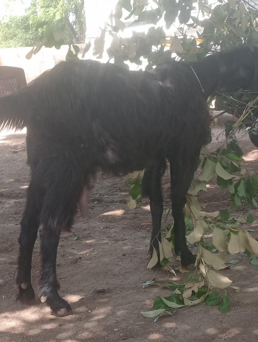 બેસવાની સે