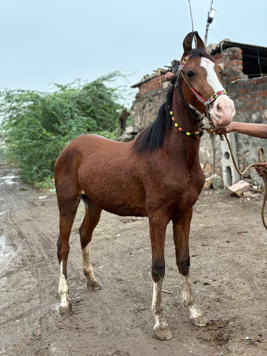 થંબનેલ 2