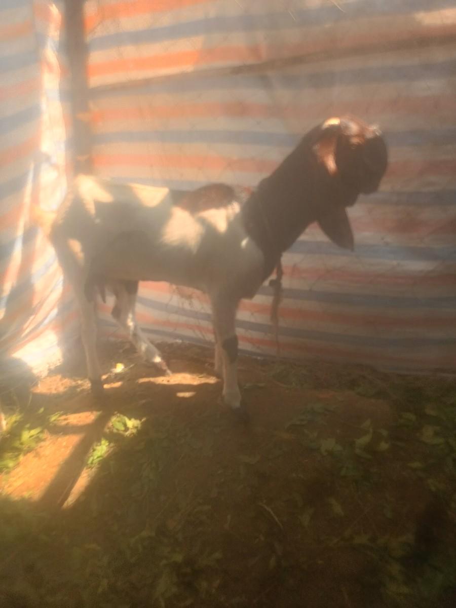 થંબનેલ 3