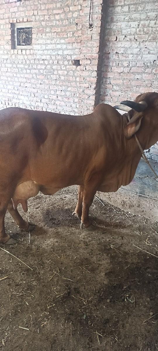 દેસી ગાય વેચવાની છે દસ દિવસની વાર છ