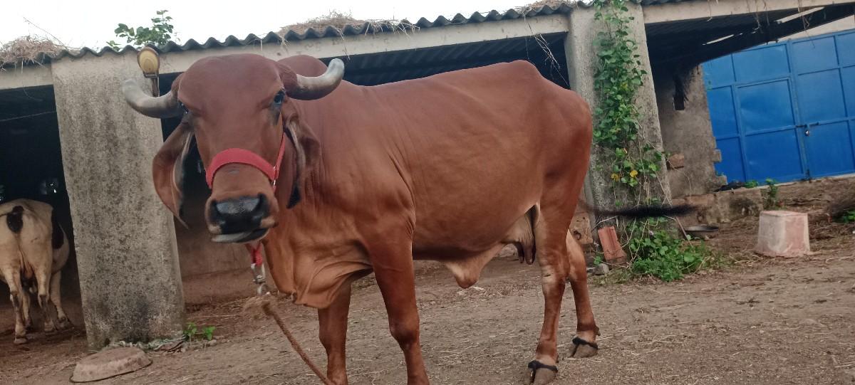 થંબનેલ 3