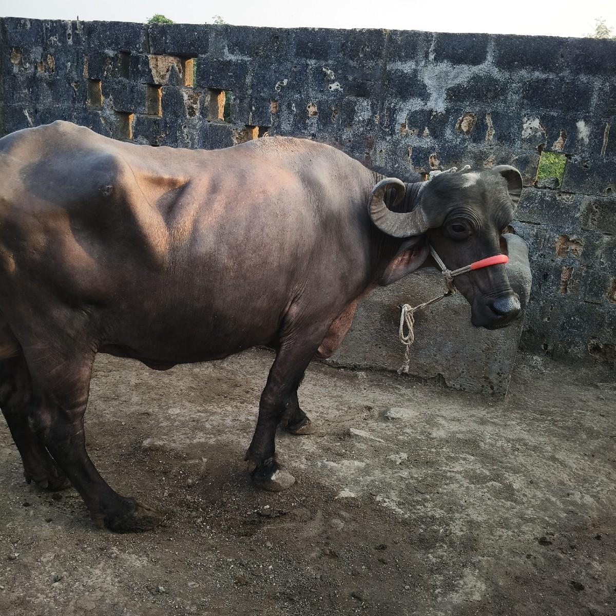 પારેટી વેતર બીજુ