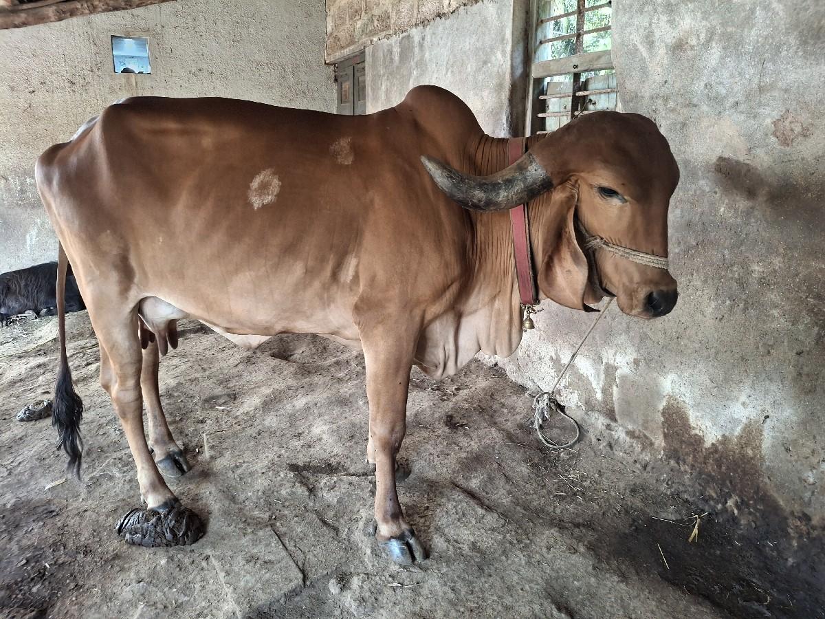 થંબનેલ 3