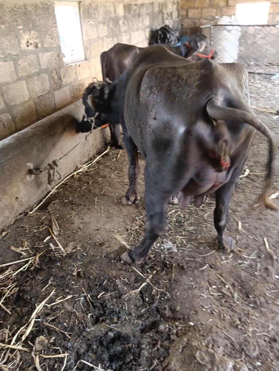 થંબનેલ 3