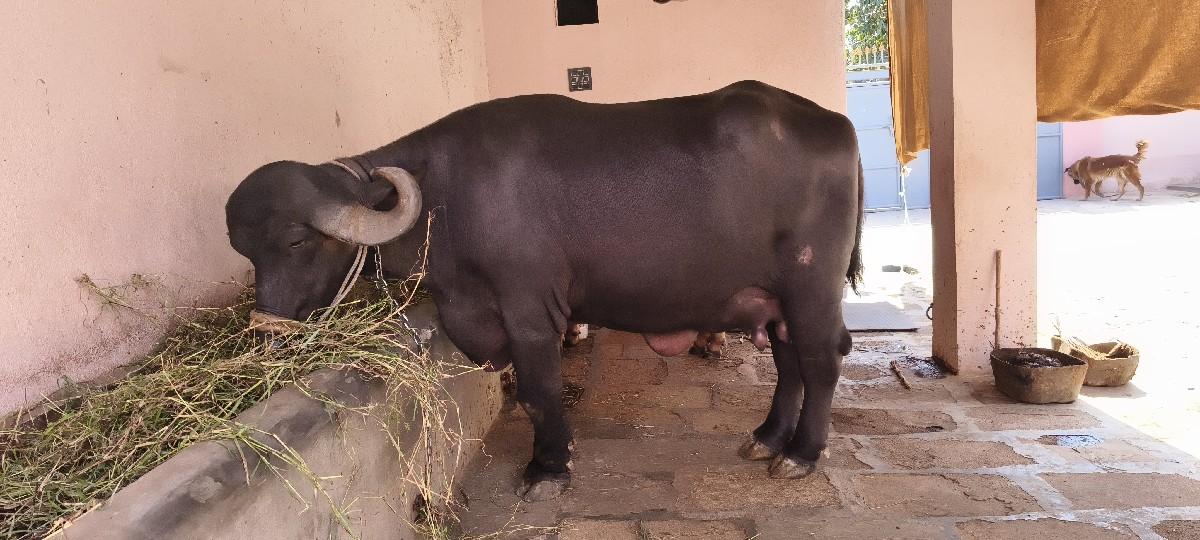 થંબનેલ 3