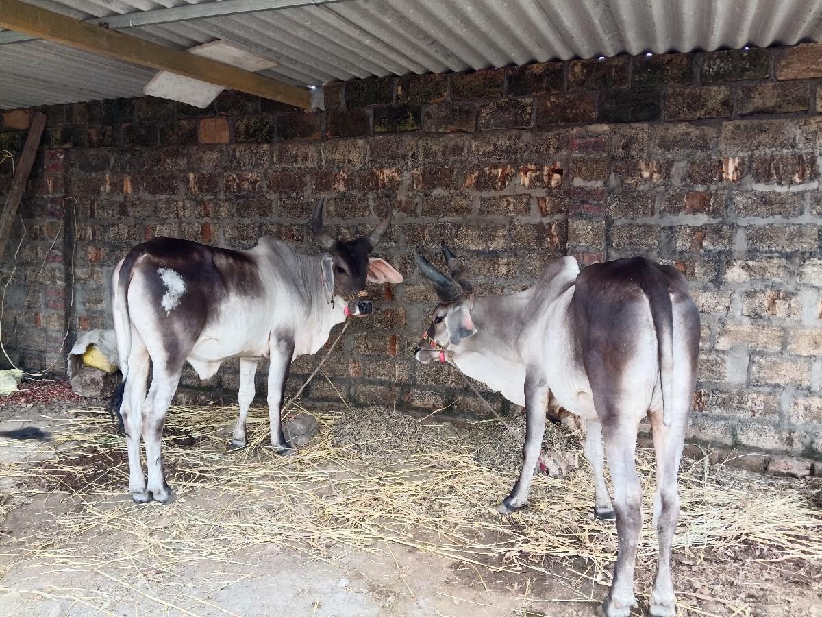 ગોંડલમાં વેચવાના છે.