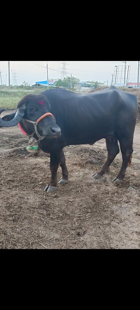 થંબનેલ 2