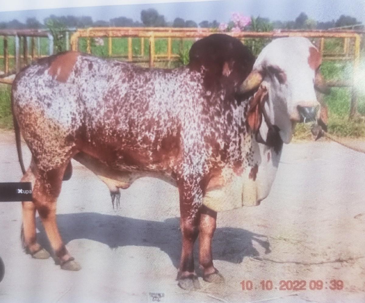 ગીર કાબરી સારા બુલ નો વાછડો