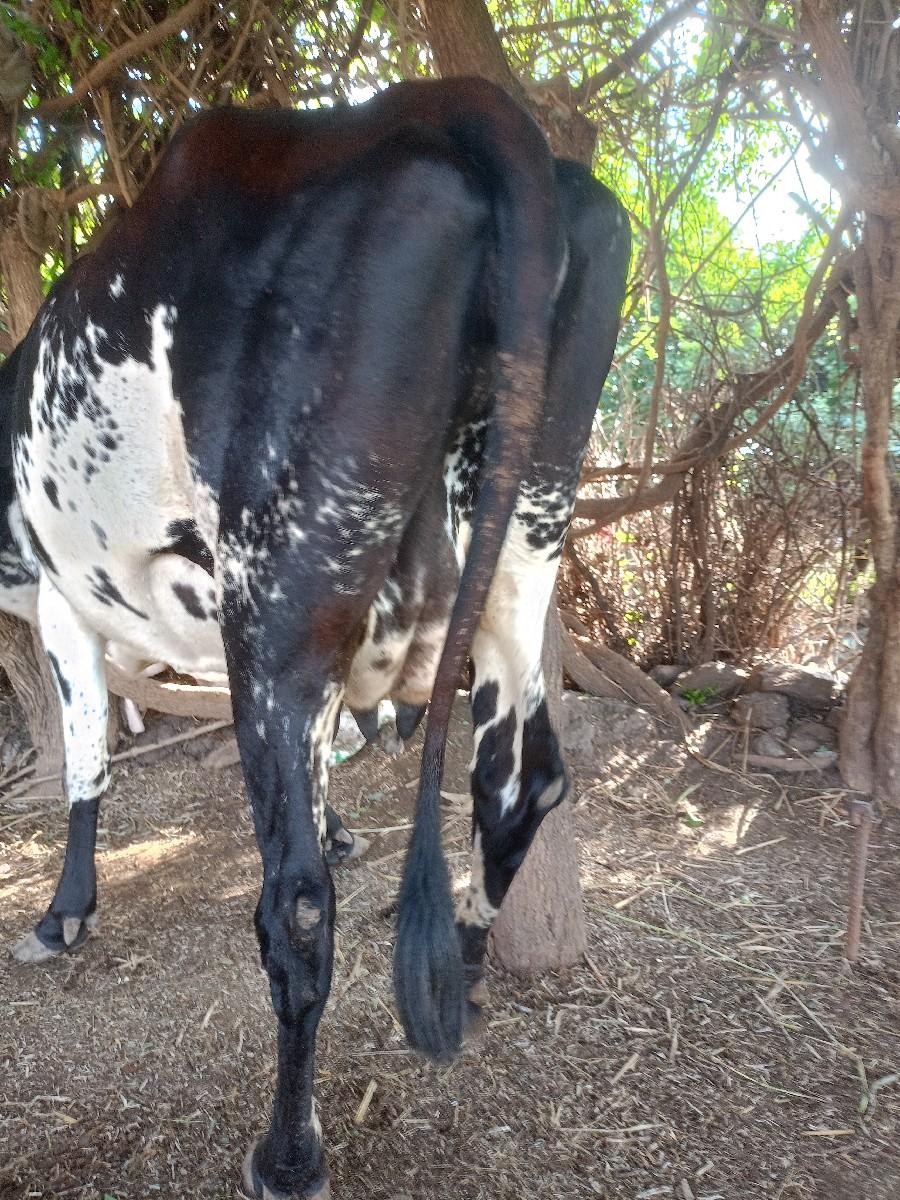 થંબનેલ 2