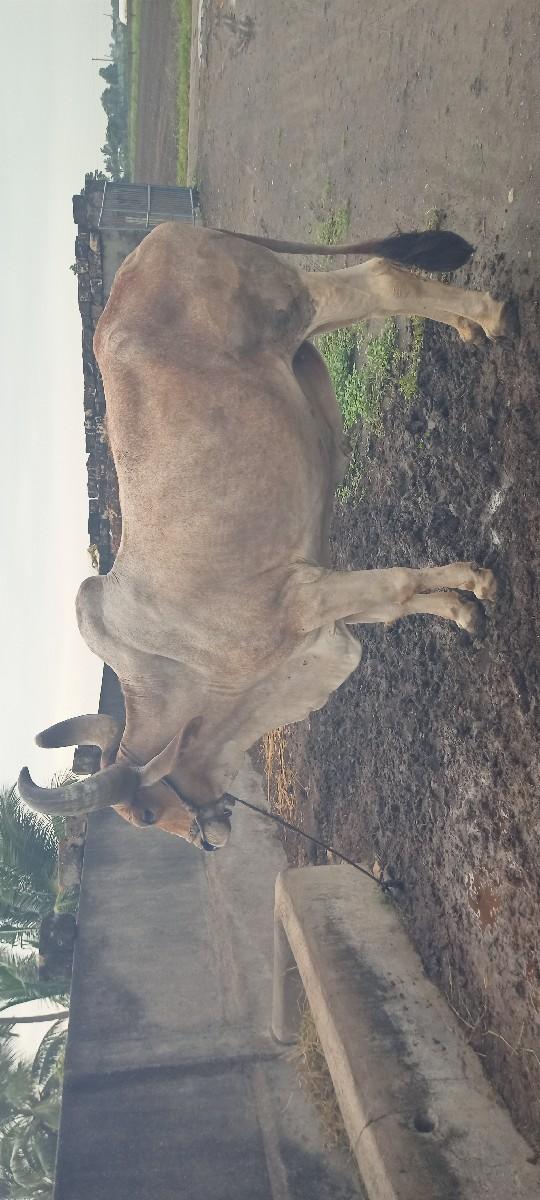 થંબનેલ 2