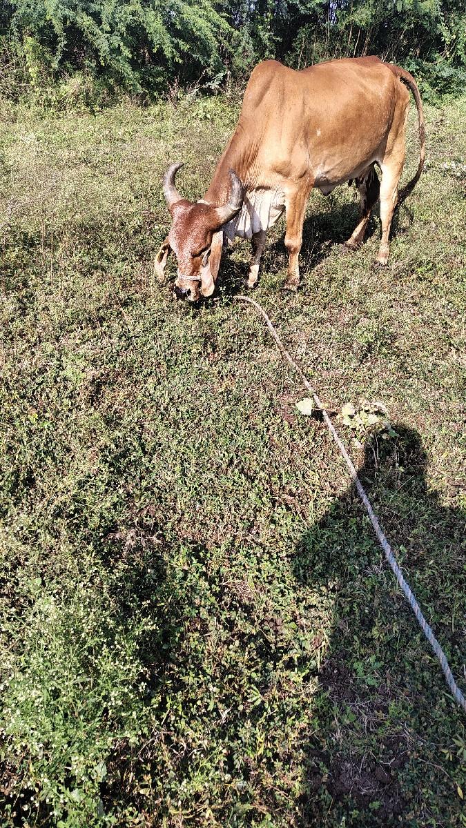 થંબનેલ 3