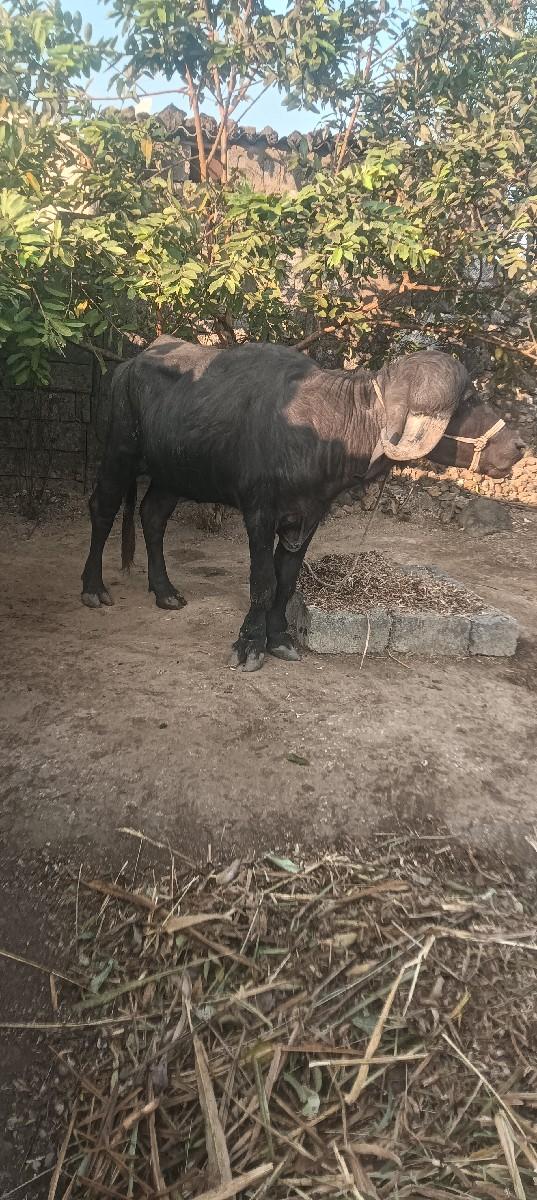 ખડેલી જાફરાબાદી પોણા ત્રણ વર્ષની