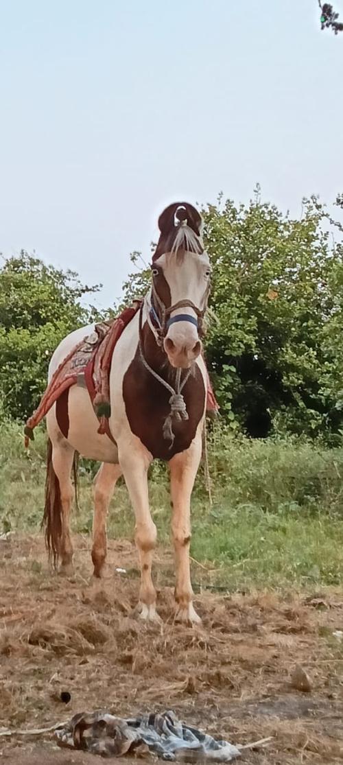 થંબનેલ 3