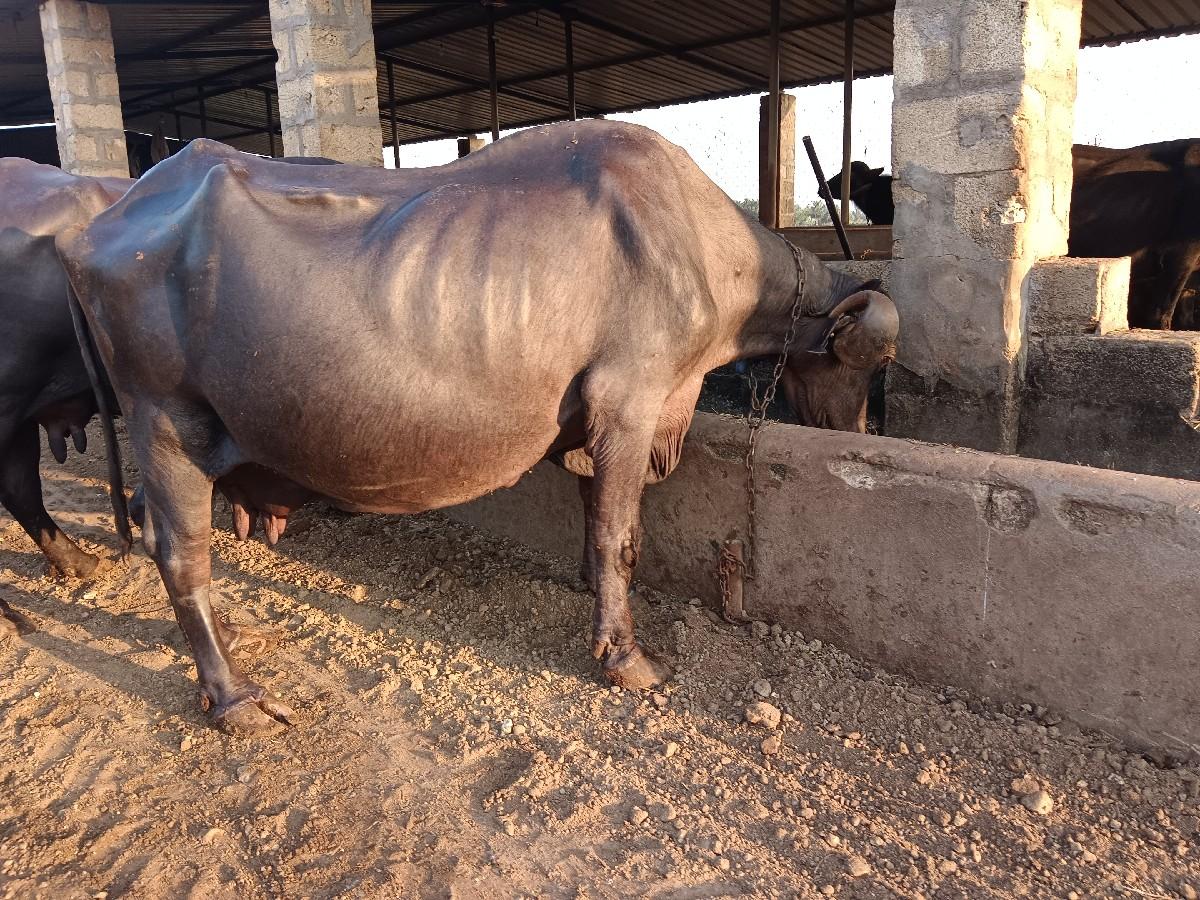 થંબનેલ 2