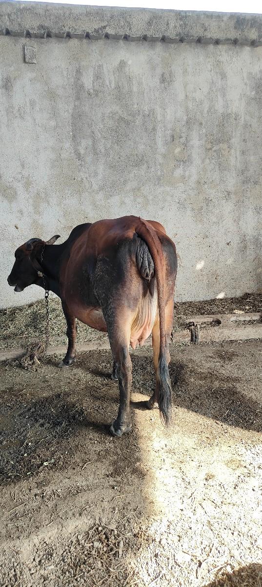 ગાય વેચવાની છે.