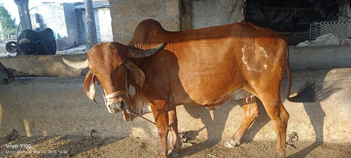 દેશી ગાય  2 વેતર સે