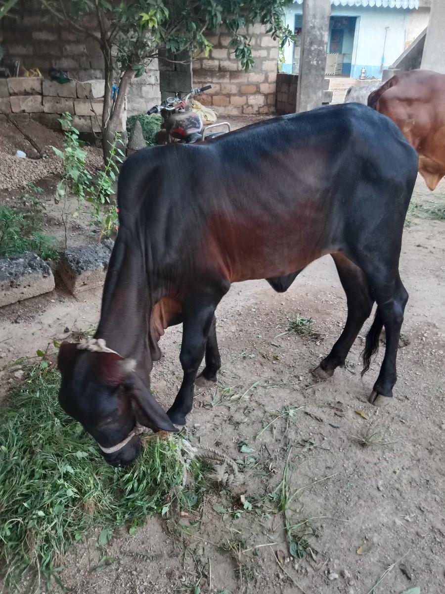 વેચવાની છે