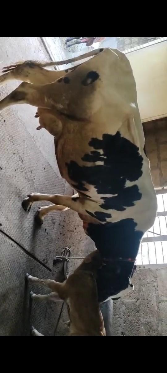 થંબનેલ 2