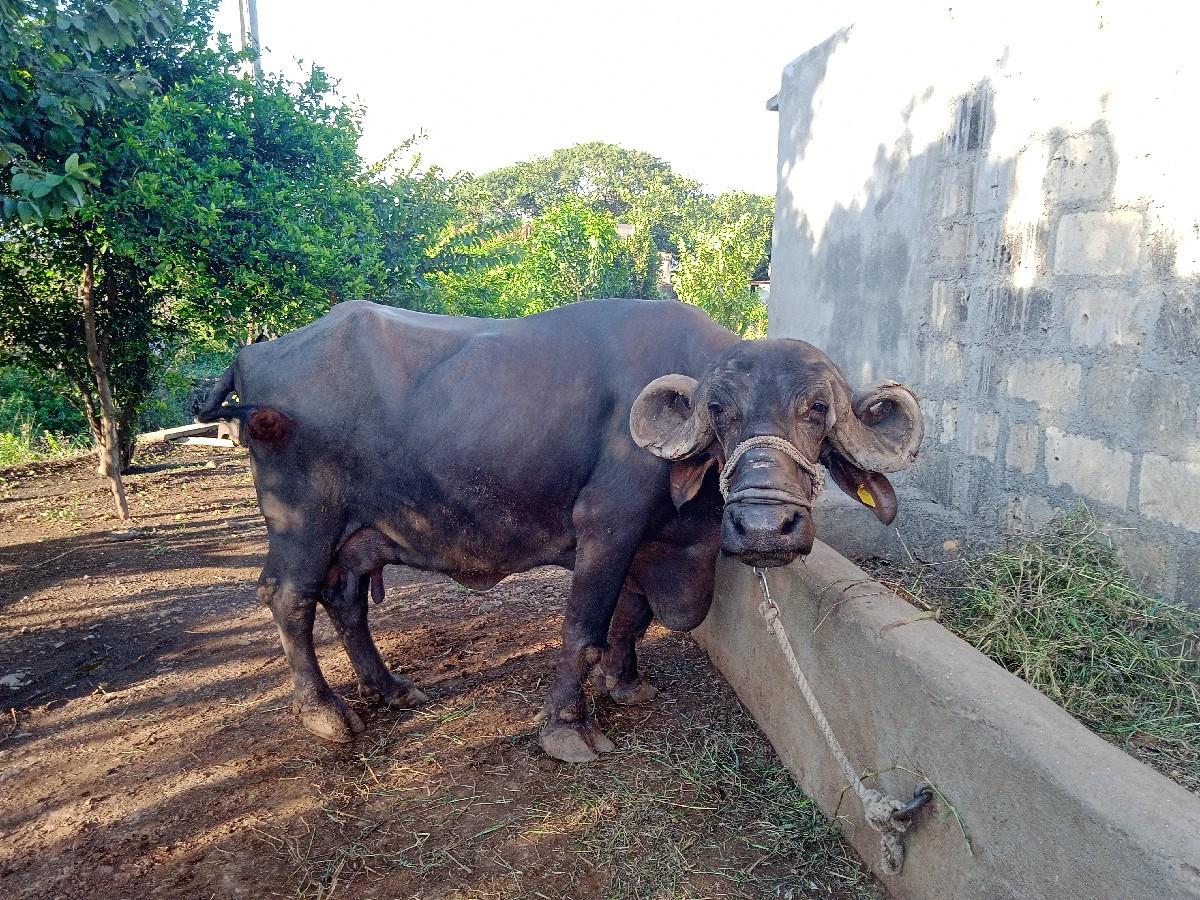 થંબનેલ 2