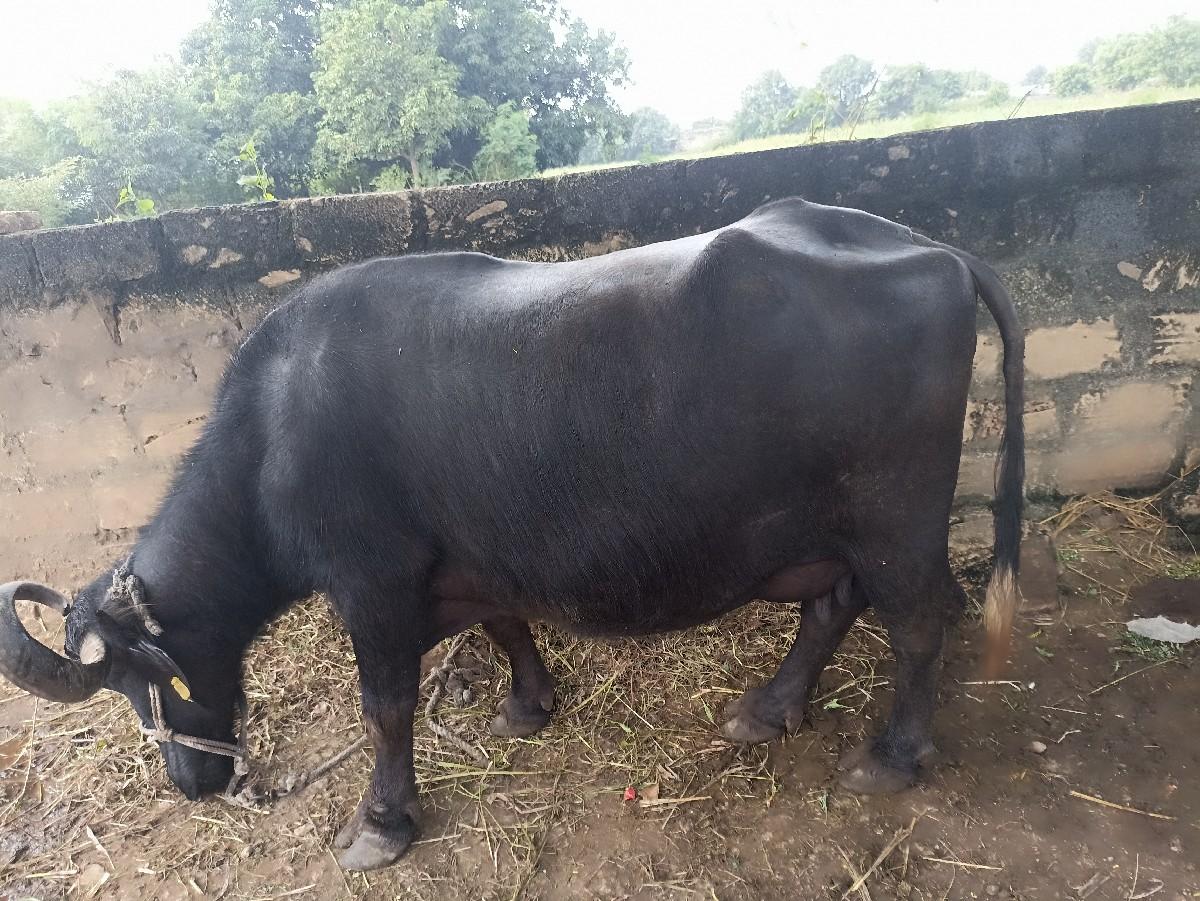 વેચવા ની છે