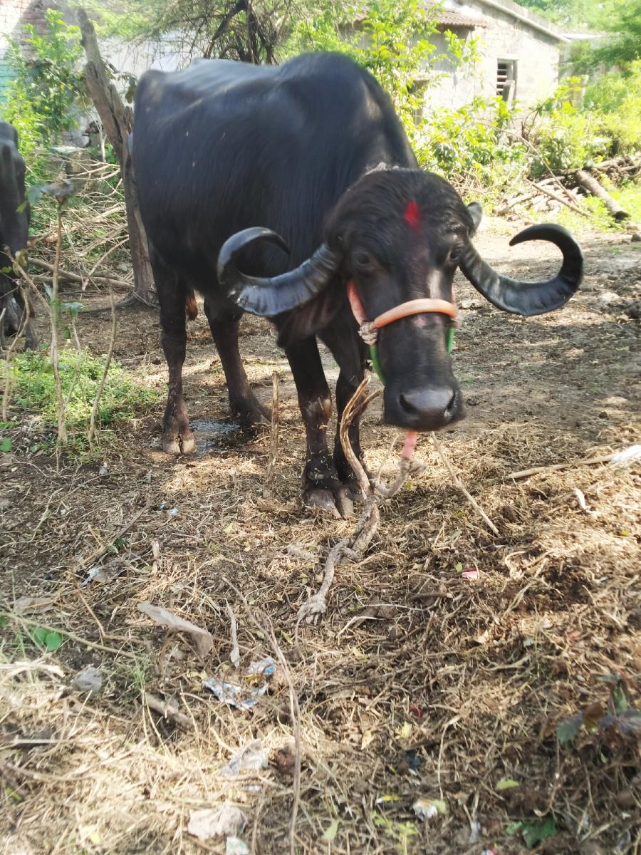 Pandit Divas nikaasi