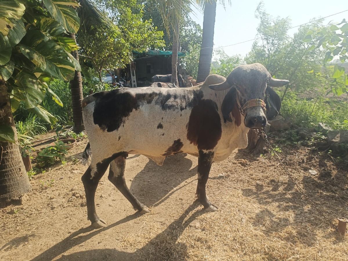 વેચવાની છે