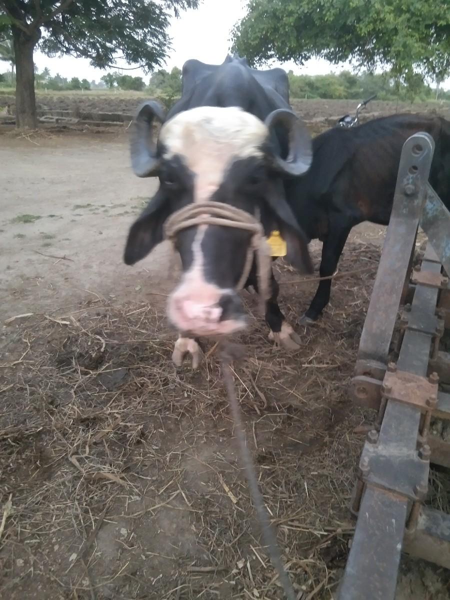 થંબનેલ 3