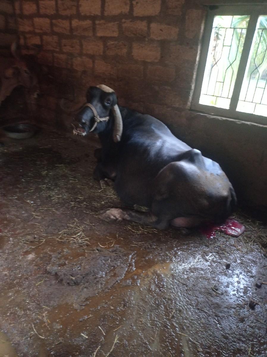 થંબનેલ 2