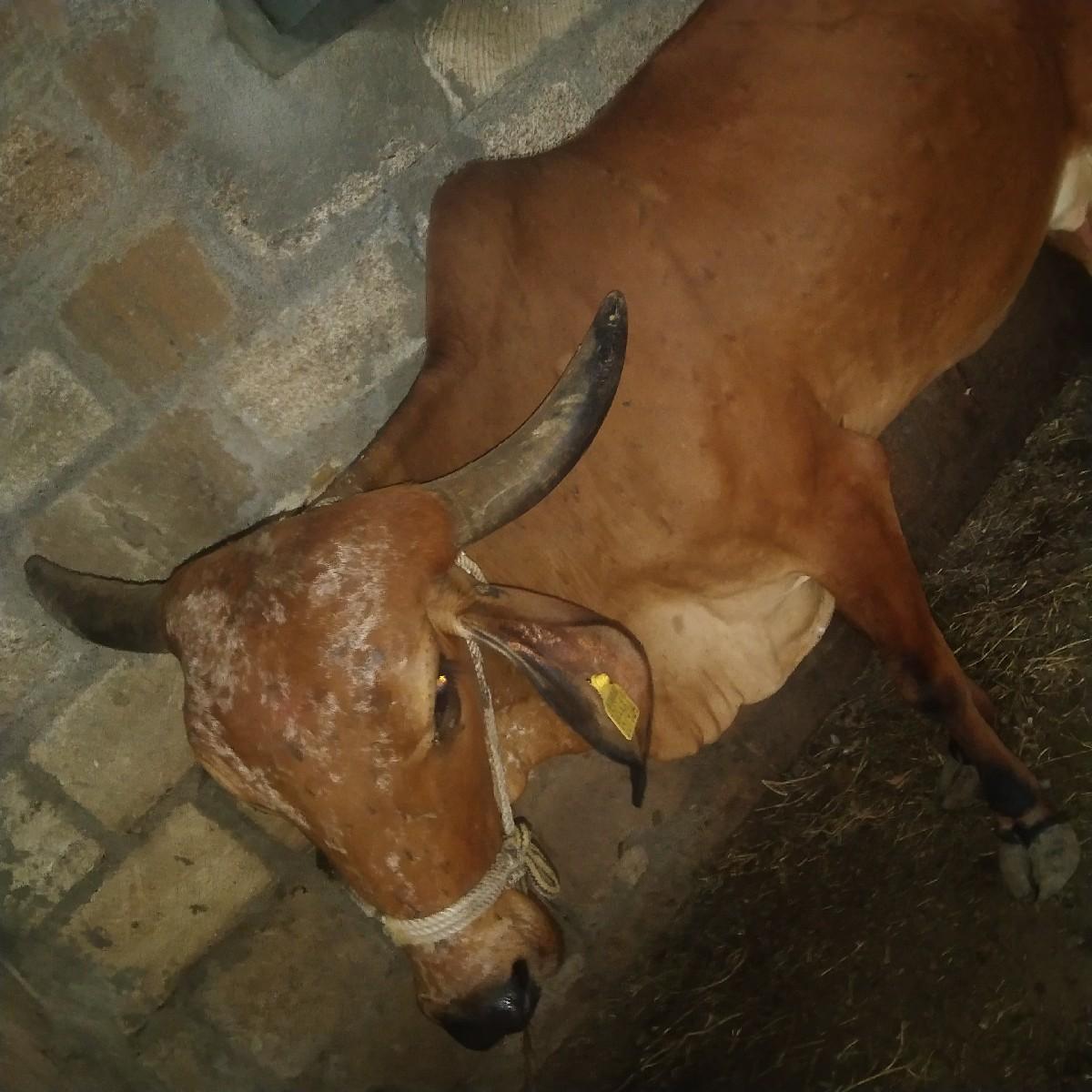 થંબનેલ 3