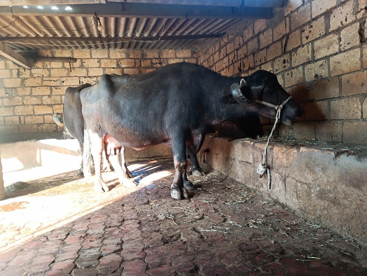 થંબનેલ 3