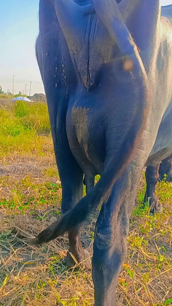 ફેસ વેચવાની છે ભાઈ