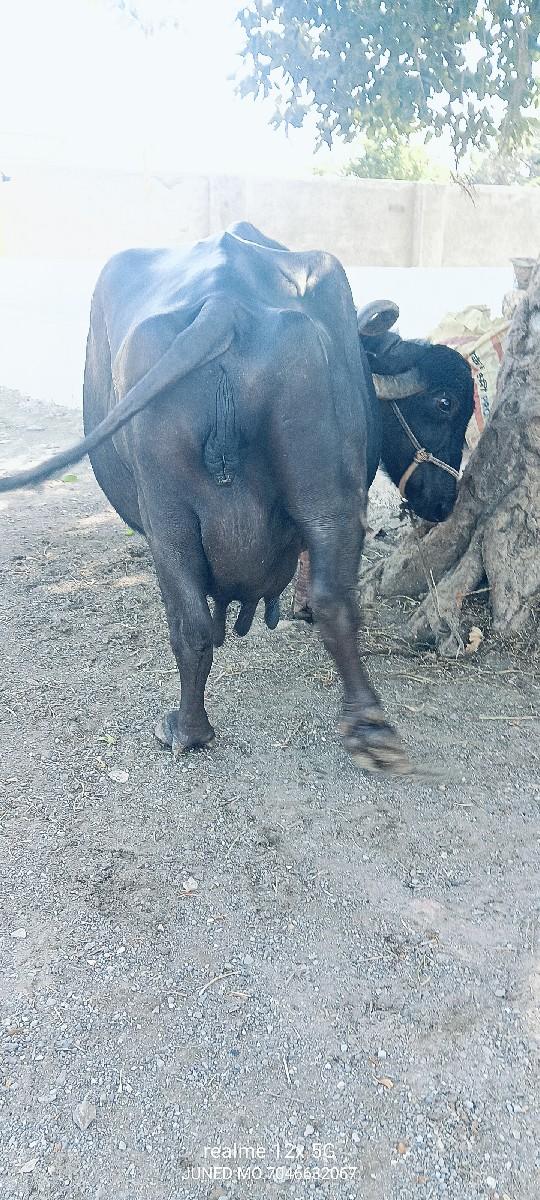 થંબનેલ 5