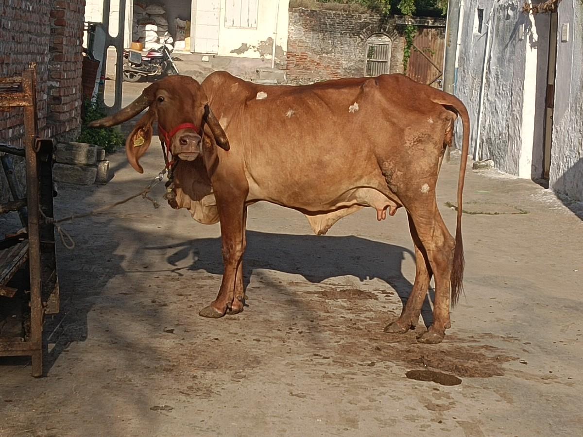 થંબનેલ 2