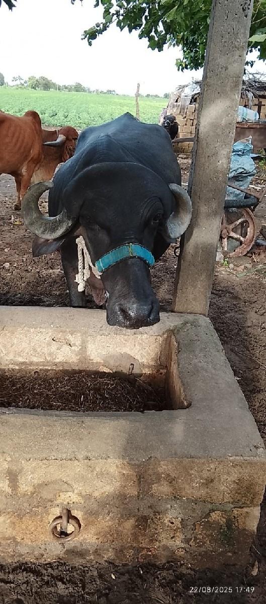 થંબનેલ 2