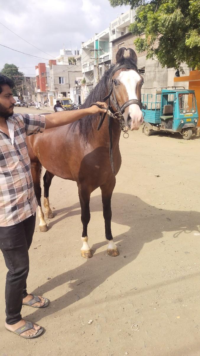 થંબનેલ 3